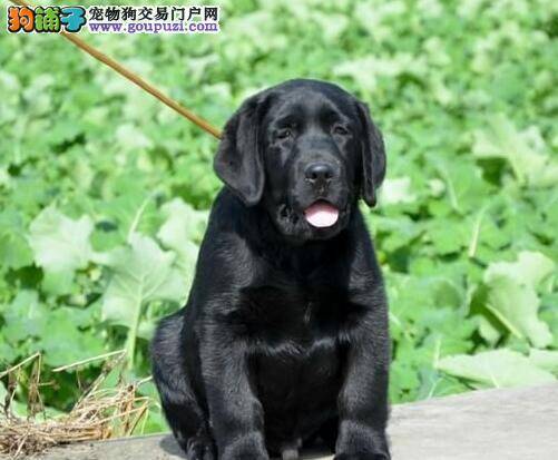 拉布拉多犬感冒应该给它吃点什么感冒药比较好呢