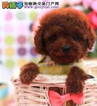 十五个步骤让你学会给贵宾犬洗澡的简便方法