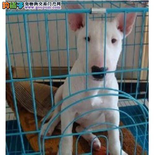 牛头梗总是随地大小便，求支招