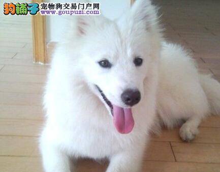 公开分享专为银狐犬量身打造的美容秘籍