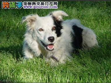 北京亚运村设立养犬驻点 呼吁人们文明养犬