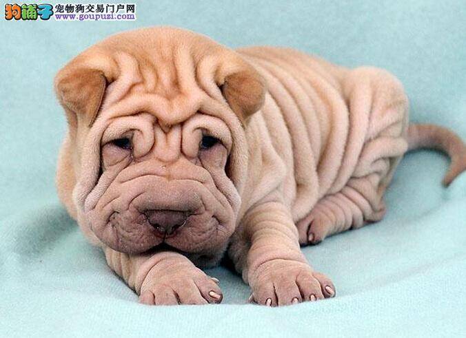 沙皮狗拉果冻状便便吃什么药医治