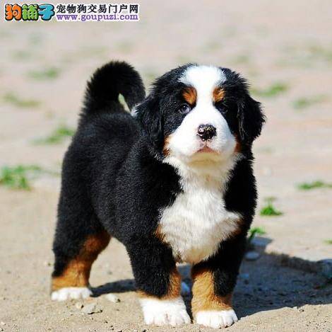 我家伯恩山犬患上犬流感该怎么办