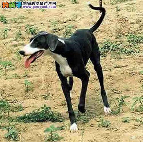 格力犬眼睛分泌白色粘稠物怎么办