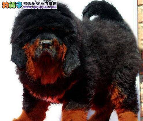 藏獒患上皮肤病，身上很痒，有虫子如何是好