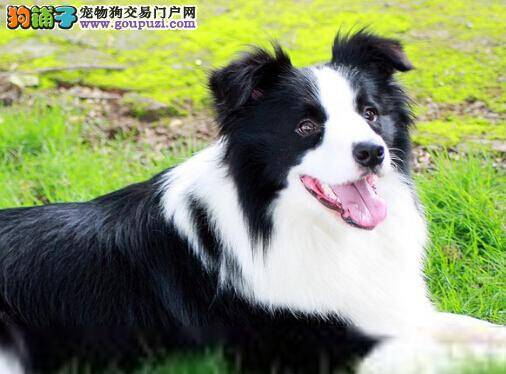 妙手回春 如何处理发烧期间的边境牧羊犬