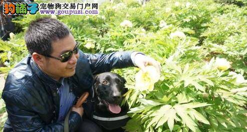 美国波士顿发生爆炸“抚慰犬”为受害者送安慰