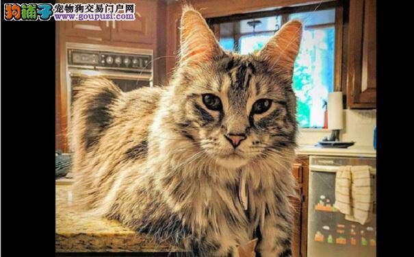 缅因猫获认证世界长 主人乐歪再获知：家里另只也很猛