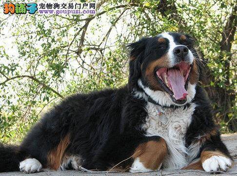 伯恩山犬拉肚子怎么办，如何治疗