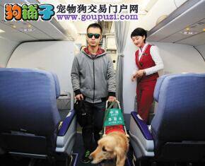 南航为导盲犬提供特殊 可与主人一同乘坐飞机省亲
