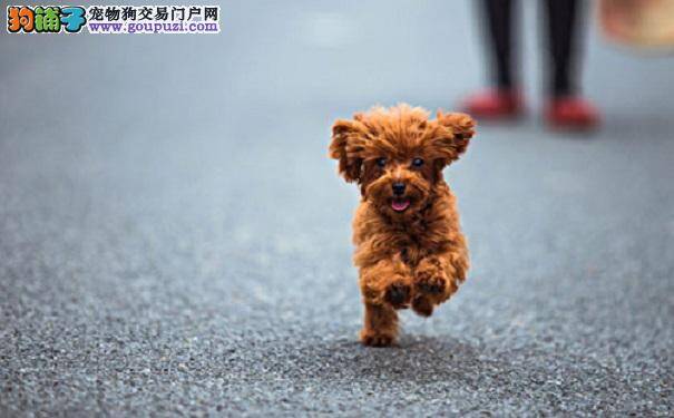 茶杯犬生活习惯相关信息大揭秘