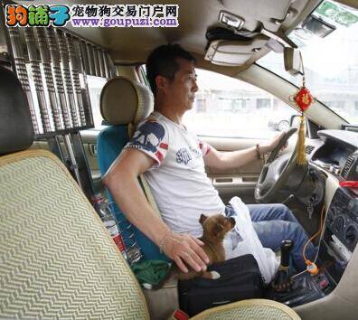 出租车司机捡到乘客小狗代养 希望主人早点来领回