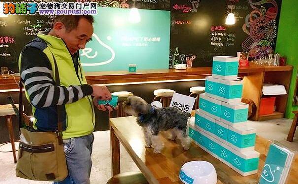 小型短毛犬有哪些 小型犬洗澡方便