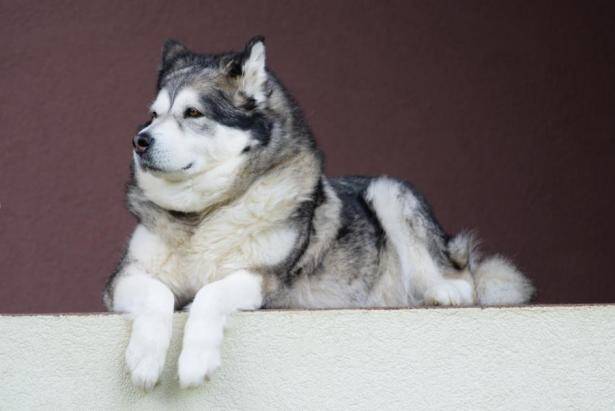 想要买到一只称心如意的阿拉斯加犬应该怎样挑呢