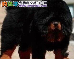 藏獒最近口吐白沫，请问它是怎么了