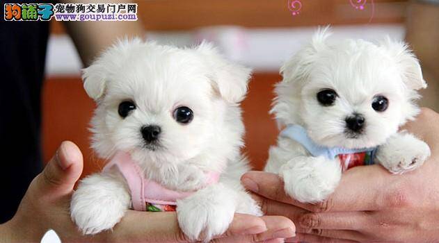 导致马尔济斯犬老打喷嚏的原因