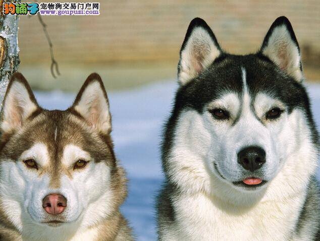 生命在于运动 哈士奇游泳期间不可不知的方面