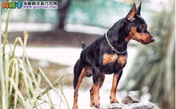 迷你杜宾是小鹿犬吗 迷你杜宾 小鹿犬和吉娃娃的关系