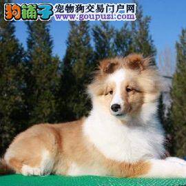 喜乐蒂犬多大的时候可以换牙