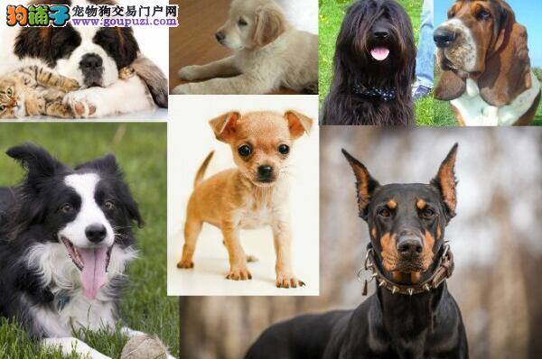 快看看你的性格特征适合养哪类狗狗