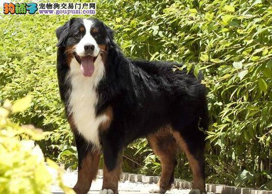 繁衍生息之详细了解伯恩山犬交配的最佳时期