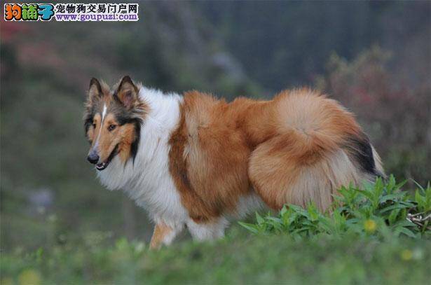 【苏格兰牧羊犬介绍】苏格兰牧羊犬怎么看纯不纯（FCI标准）