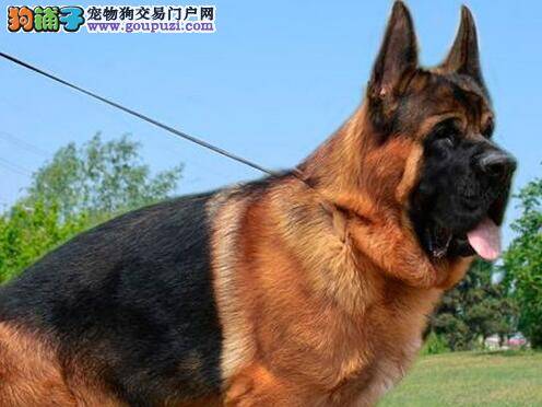 怀孕和哺乳期的德国牧羊犬对能量有什么要求