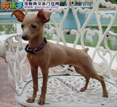 给狗喂肉未必好 小鹿犬吃了过多的肉会怎么样