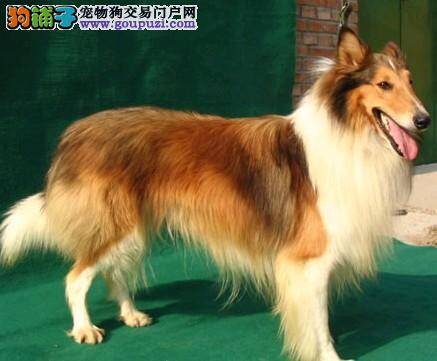 苏格兰牧羊犬口吐黄沫是怎么回事