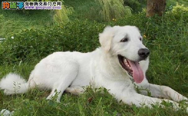 美丽的大白熊犬养殖知识