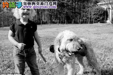 爱犬找到了，主人晚上终于能睡个好觉了