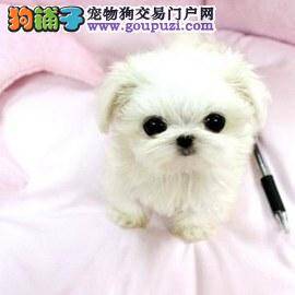 马尔济斯犬不怎么吃饭，很瘦如何是好