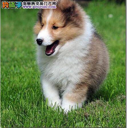 我家喜乐蒂犬换狗粮后吐了，没精神是怎么了