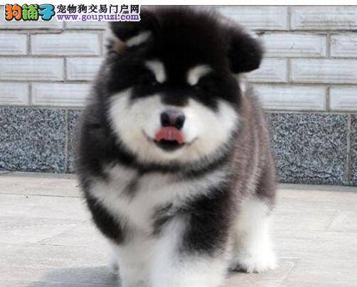 温顺调皮的阿拉斯加犬