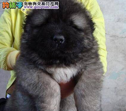 高加索犬打完疫苗后呕吐不止 正常吗