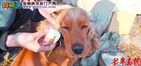 猛犬藏獒遭主人遗弃，市民捐助6000多元为其治病