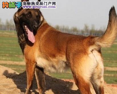 马犬不分时间的乱叫应如何是好