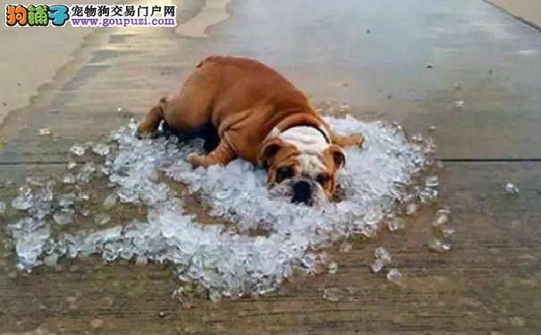 狗狗为什么那么怕热 三伏天怎样让狗狗摆脱中暑危机