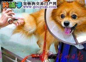 京巴犬身患重病，3个月的治疗费高达10万多