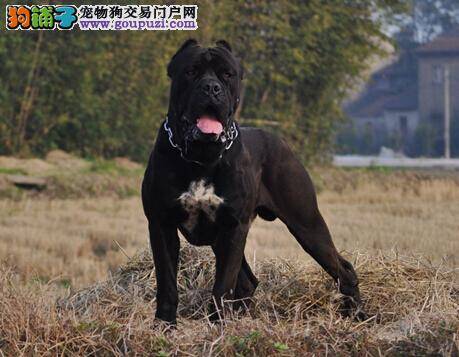 浅谈洋葱等食物对卡斯罗犬身体健康的危害