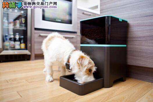 养犬管理新办法下月起在日照实行