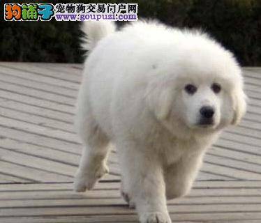 如何分辨健康的大白熊犬
