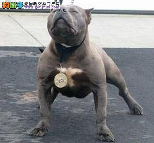 普及免疫知识 重点做好比特犬的防疫工作