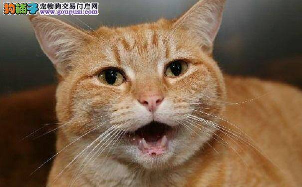 猫咪总爱跟你顶嘴 你也许不知道的5种原因