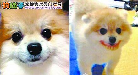 日本“戴着假牙的宠物狗”走红社交网站