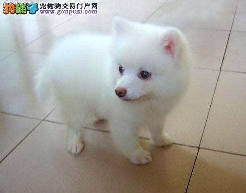 银狐犬拉稀很臭，流鼻涕轻微咳嗽什么问题