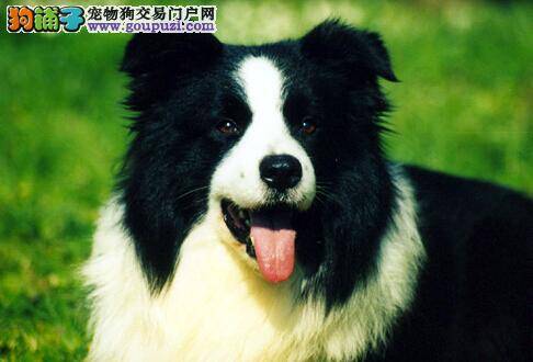 边境牧羊犬学习捡东西 帮助主人分担解忧