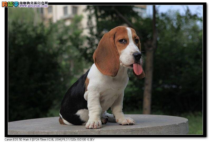 如何保证比格犬的饲养是最正确的