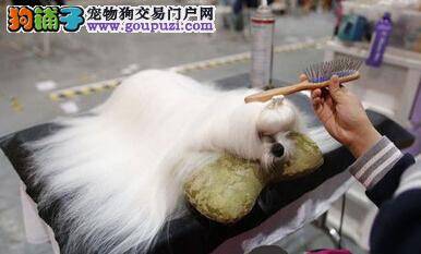 上海举行国际犬博会 数千余只宠物狗参加