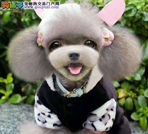 首选标准泰迪犬的要求有哪些方面
